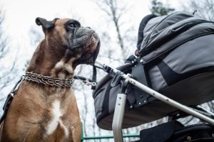 Grundkommandos festigen auch mit Kinderwagen 
