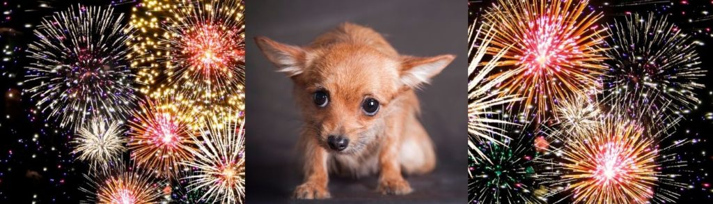 Lernpfote e.V. Blogbeitrag: 10 Tipps gegen Silvester-Stress beim Hund