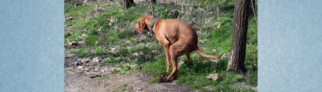 Blogbeitrag: IBD beim Hund - erkennen und behandeln