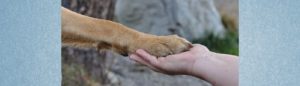 Blogbeitrag: Mythen im Zusammenleben mit dem Hund