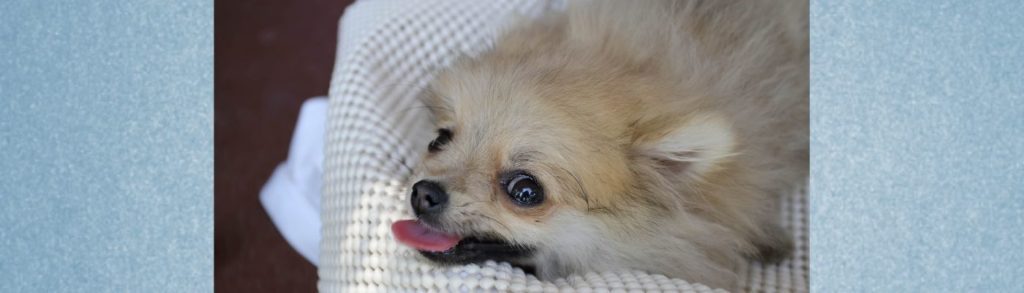 Lernpfote e. v. Blogbeitrag Zwingerhusten beim Hund