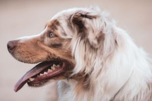 Lernpfote e. V. "Erste Hilfe am Hund" - Hecheln
