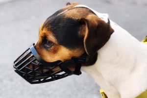 Lernpfote e. V. "Erste Hilfe am Hund" - Maulkorbverwendung