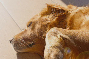 Lernpfote; Übermäßiges Bellen beim Hund 