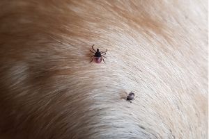 Zecken beim Hund