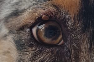 Zecken beim Hund