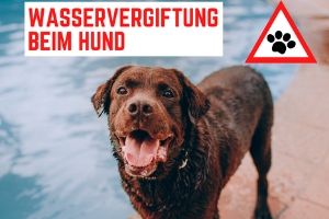 Wasservergiftung beim Hund