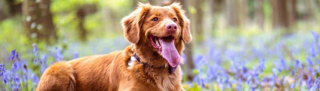Lernpfote e.V. Blogbeitrag: Schwitzen beim Hund