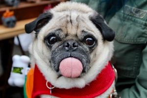 Lernpfote e.V. Blogbeitrag: Schwitzen beim Hund