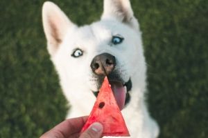 Lernpfote e.V. Blogbeitrag: Schwitzen beim Hund