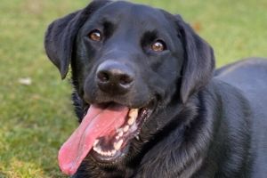 Lernpfote e.V. Blogbeitrag: Schwitzen beim Hund