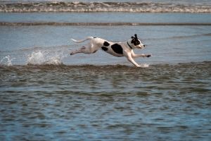 Lernpfote e.V. Blogbeitrag: Schwitzen beim Hund