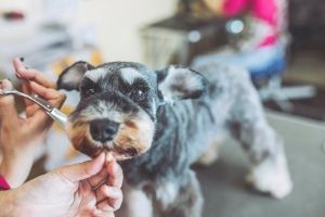 Hund auf Ende des Homeoffice und Sommerferien vorbereiten