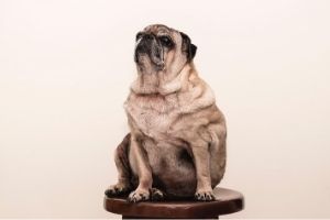 Hund auf Ende des Homeoffice und Sommerferien vorbereiten