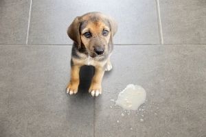 Lernpfote e.V. , Blogbeitrag: Giardien beim Hund