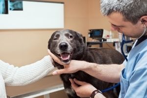 Lernpfote e.V. , Blogbeitrag: Giardien beim Hund