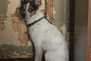 Lernpfote e. V. Blogbeitrag: Alleinbleiben beim Hund