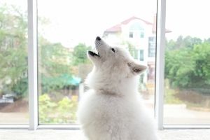 Lernpfote e. V. Blogbeitrag: Alleinbleiben beim Hund
