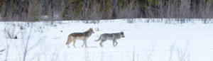 Lernpfote e.V.; Themen rund um den Hund
