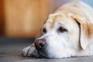 Lernpfote e. V. Blogbeitrag: Alleinbleiben beim Hund