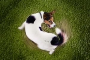 Lernpfote e. V. Blogbeitrag: Alleinbleiben beim Hund