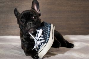 Lernpfote e. V. Blogbeitrag: Alleinbleiben beim Hund