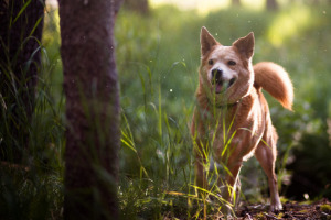 Lernpfote; Umgangsformen Hundespaziergang.