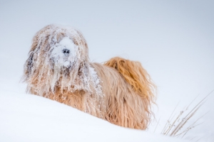 Schneebedeckter langhaariger Hund in einer Schneedüne