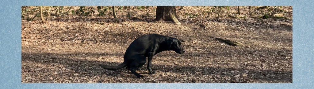 Blasenentzündung beim Hund