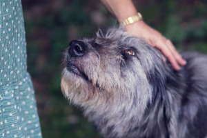 Lernpfote; Glücklicher Hund