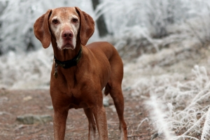Blog-Beitrag: Blasenentzündung beim Hund 