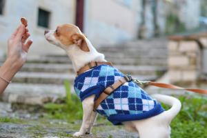 Lernpfote; Glücklicher Hund