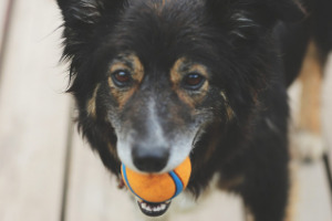 Lernpfote; Glücklicher Hund