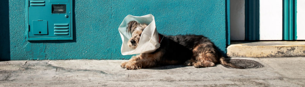 Kranker Hund