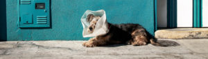 Kranker Hund