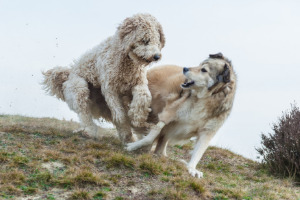 Lernpfote; Glücklicher Hund.