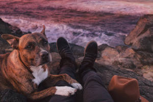 Lernpfote; Glücklicher Hund.