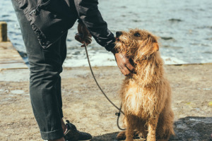Lernpfote; Glücklicher Hund.