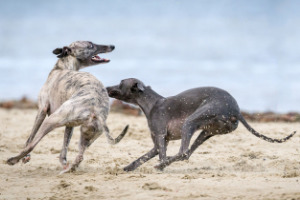 Lernpfote; Glücklicher Hund.