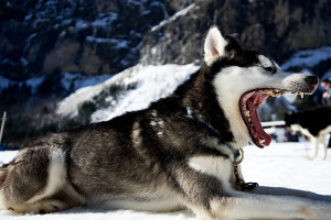 Lernpfote; Glücklicher Hund Lösung 1.