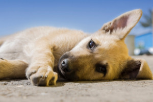 Lernpfote; Glücklicher Hund Lösung 1.