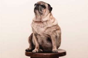 Lernpfote e. V. "Erste Hilfe am Hund" - Übergewicht