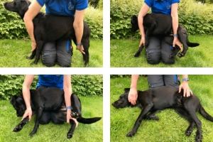 Lernpfote e. V. , Erste Hilfe am Hund - Sofortmaßnahmen - Stabile Seitenlage