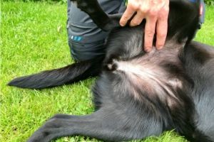 Lernpfote e. V. , Erste Hilfe am Hund - Sofortmaßnahmen - Pulskontrolle