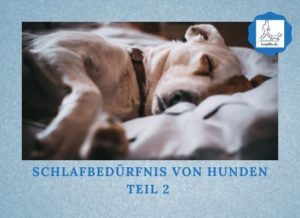 Schlafbedürfnis von Hunden Teil 2