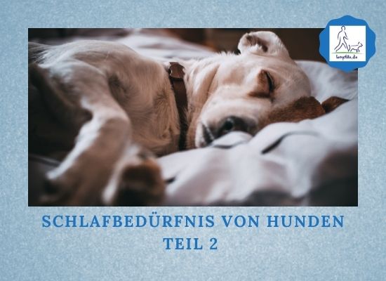 Schlafbedürfnis von Hunden Teil 2