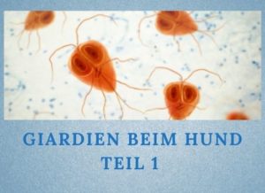 Lernpfote e.V. , Podcast-Folge 052: Giardien beim Hund Teil 1