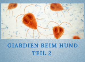 Lernpfote e.V. Podcast-Folge 053: Giardien beim Hund Teil 2