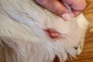 Blogbeitrag: Hot Spot beim Hund Lernpfote e. V. 