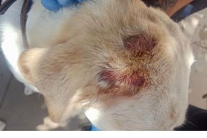 Blogbeitrag: Hot Spot beim Hund Lernpfote e. V.